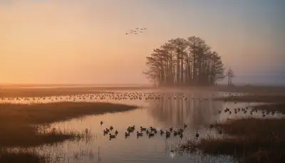 Waterfowl